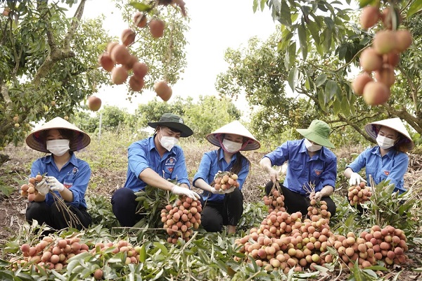 Đoàn Thanh niên các đơn vị trên địa bàn chung tay hỗ trợ tiêu thụ sản phẩm vải thiều Bắc Giang.