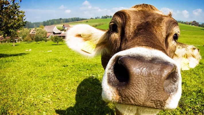Ở nhiều vùng nông thôn của Bỉ, người nông dân đã thành phong tục chúc phúc cho gia súc và chúc Tết chúng. 