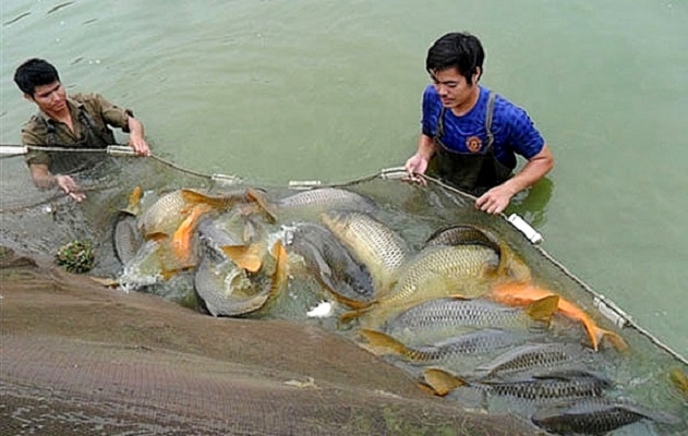 Theo tính toán của Viện nghiên cứu phát triển thủy sản đồng bằng sông Cửu Long, người nông dân nuôi cá trong các HTX chỉ hưởng có 19,6% lợi nhuận, còn lại là các dịch vụ, trung gian bán lẻ, xuất khẩu… hưởng lợi.
