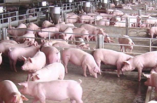 giá lợn hơi từ 75.000-80.000đ/kg nay là giữa tháng 3/2023 chỉ còn 48.000-49.000đ/kg. Ảnh minh hoạ: Internet