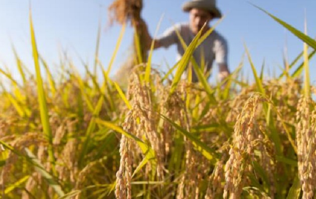 việc Ấn Độ cấm xuất khẩu gạo được xem là tín hiệu tích cực cho các quốc gia xuất khẩu khác, bao gồm cả Việt Nam.