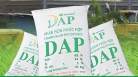 QBS thoái toàn bộ vốn tại DAP-Vinachem