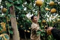 Người dân Phường Phú Diễn thu hoạch bưởi chuẩn bị cho Tết Nguyên đán 2019 