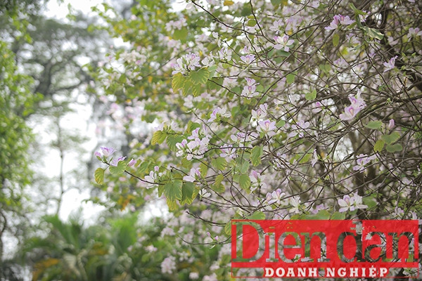 Mùa hoa tinh khôi mang lại vẻ đẹp giản dị khiến cảnh sắc phố phường Hà Nội thêm cuốn hút.
