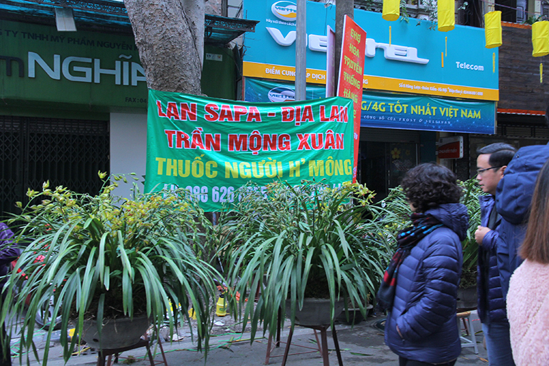 Điểm đặc biệt của chợ hoa năm nay còn có gian hàng bán địa lan từ trên Sapa mang xuống Hà Nội.