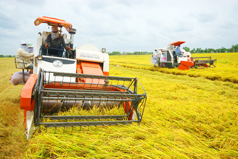 Gạo Việt Nam còn tồn tại nhiều vấn đề, dẫn đến hiệu quả chưa cao.