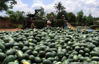 Việt Nam xuất khẩu rau quả sang Trung Quốc giảm hơn 32% do bị ảnh hưởng Covid-19