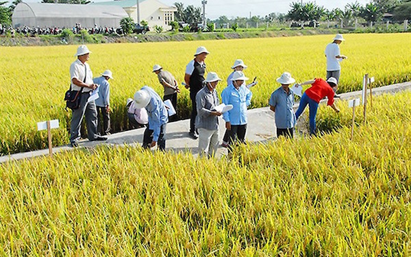 Mặc dù đã đạt được những thành tựu đáng kể sau hơn 5 năm thực hiện tái cơ cấu nhưng ngành hàng lúa gạo vẫn chưa phát triển tương xứng với tiềm năng và lợi thế. Theo các doanh nghiệp 