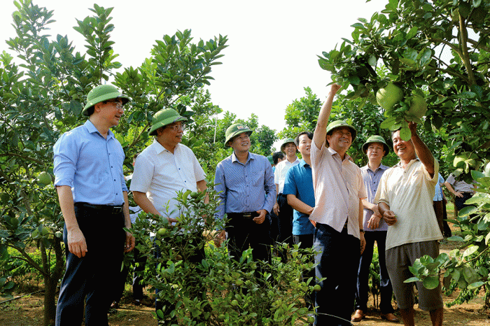 Chủ tịch UBND tỉnh Bùi Văn Quang và đoàn công tác kiểm tra thực tế mô hình trồng bưởi Diễn tại xã Tất Thắng, huyện Thanh Sơn