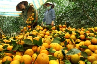 Hoà Bình: Tương lai hứa hẹn từ những vườn cam “4.0”