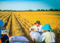 Năm 2023 - một năm thuận lợi cho ngành lúa gạo và mía đường