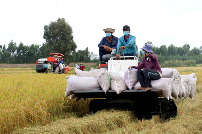 Đến cuối tháng 7, dư nợ ngành lúa gạo tại ĐBSCL đạt 74.139 tỷ đồng, tăng 15,45%, chiếm 51,25% dư nợ lúa gạo toàn quốc (ảnh:VTV)