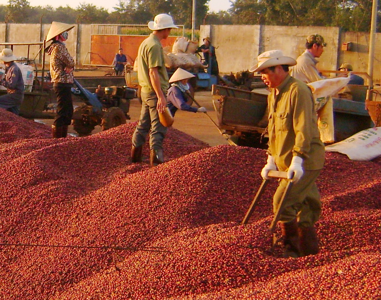 Tính đến hết năm 2022, Việt Nam đang là nước xuất khẩu cà phê Robusta lớn nhất, xuất khẩu cao su lớn thứ 3, nhập khẩu ngô lớn thứ 6 và nhập khẩu khô đậu tương lớn thứ 3 toàn cầu