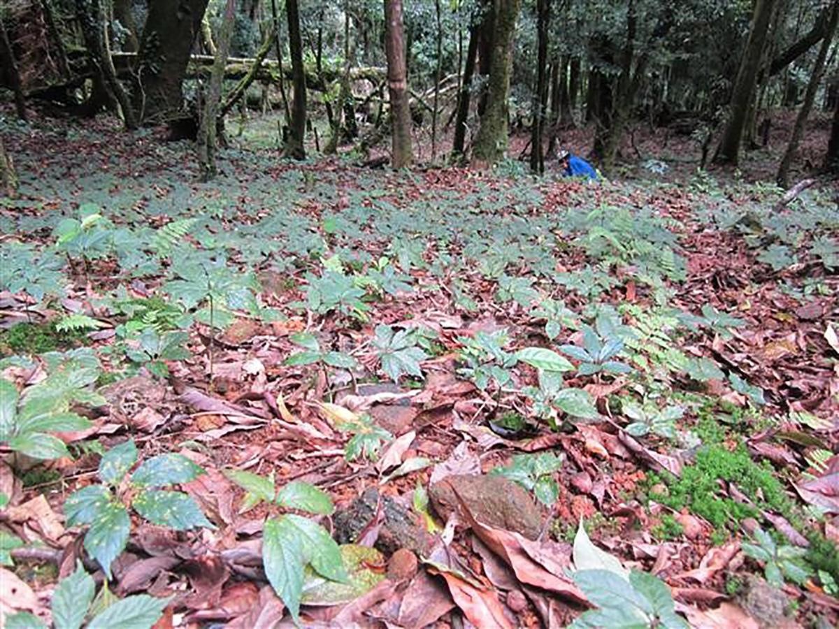 Khu bảo tồn giống sâm Ngọc Linh công ty TNHH Triết Minh trên đỉnh núi Ngọc Linh huyện Nam Trà My- Quảng Nam.