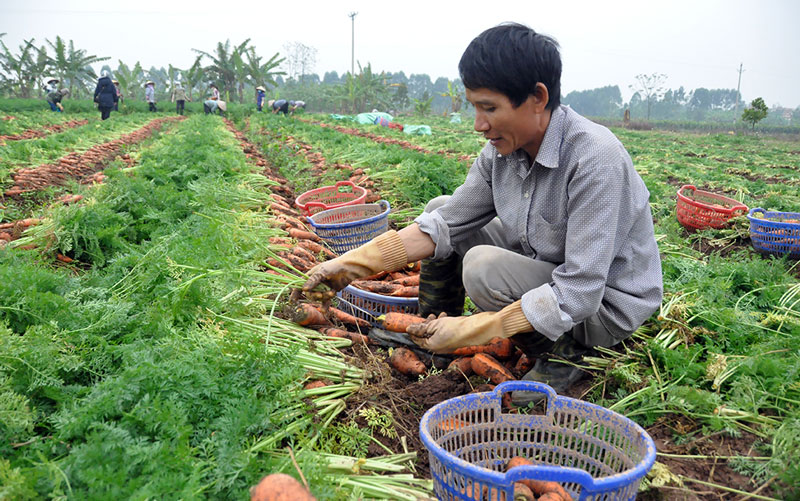 Toàn huyện Gia Bình có khoảng 500 ha canh tác cà rốt từ 2-3 vụ/năm.