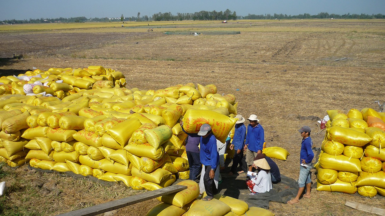  Gạo Việt Nam có nhiều cơ hội khi EVFTA có hiệu lực