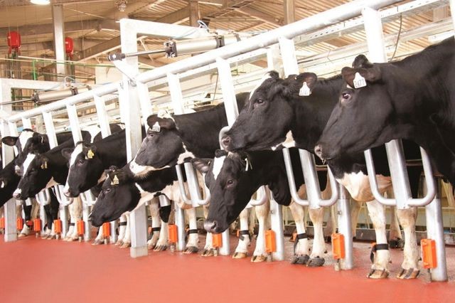 Trang trại bò sữa đầu tiên tại Việt Nam ứng dụng công nghệ cao 