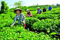 Tuyên Quang quyết tâm 100% số xã đạt nông thôn mới
