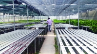 Thị xã Quảng Yên: OCOP là động lực tái cơ cấu ngành nông nghiệp