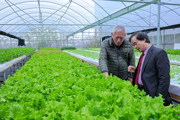 p/Mô hình trồng rau thủy canh áp dụng thử nghiệm chế phẩm sinh học Lacto Power do Viện Công nghệ GFS thực hiện tại Thái Bình bước đầu khẳng định hiệu quả.