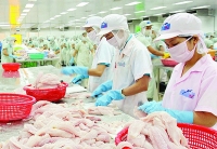 Mỹ áp thuế chống bán phá giá cá tra (Kỳ I): Doanh nghiệp Việt “ngấm đòn”
