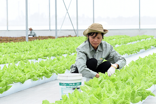p/Sản xuất nông nghiệp công nghệ cao tại nông trường VinEco tỉnh Hà Nam. Ảnh: S.T