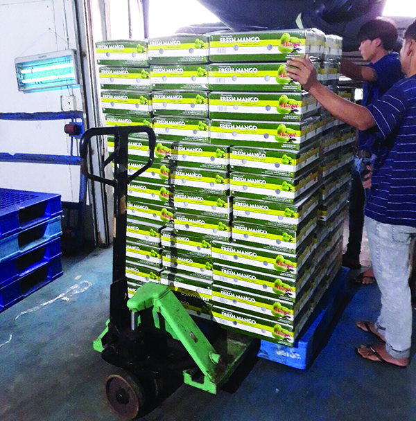 p/Chỉ ba chuyến hàng xuất khẩu xoài trong 1 tháng, Công ty TNHH Agricare Việt Nam đã lỗ gần 3 tỷ đồng.