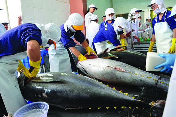 Cá ngừ là một trong những mặt hàng hải sản chủ lực của Việt Nam xuất khẩu sang EU