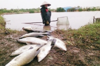 Hỗ trợ thiệt hại thiên tai ở tỉnh Thái Bình hai năm tiền chưa đến tay dân (Kỳ II): Lỗi... thống kê sai