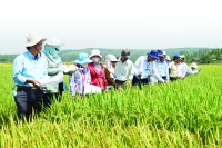 Quảng Ngãi: Tạo chuỗi liên kết trong sản xuất nông nghiệp