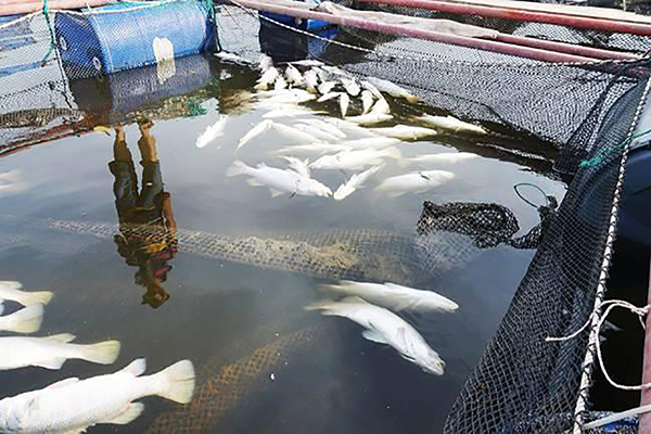p/Tình trạng cá chết trên các sông thuộc huyện Thạch Hà, Cẩm Xuyên, Tp Hà Tĩnh khiến người dân chịu thiệt hại hàng chục tỷ đồng.