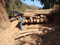 Hàng trăm m3 gỗ quý dọc biên giới Nghệ An về đâu?