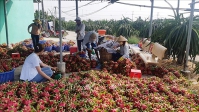 “Giải cứu” nông sản trong mùa dịch corona