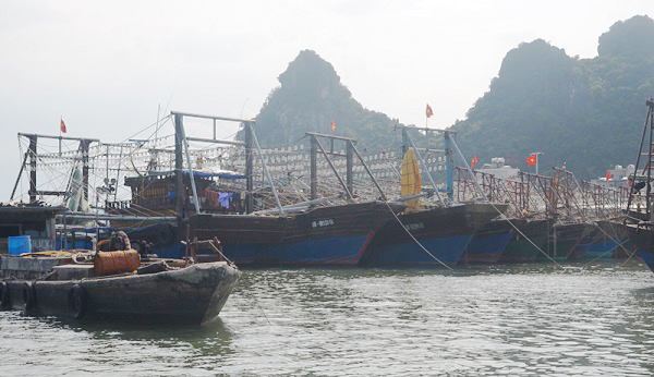 Quảng Ninh sẽ cấp phép theo hạn ngạch cho 7000 tàu khai thác thủy sản