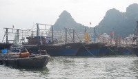Quảng Ninh: Giao hạn ngạch cấp 7.000 giấy phép khai thác thuỷ sản cho các tàu cá