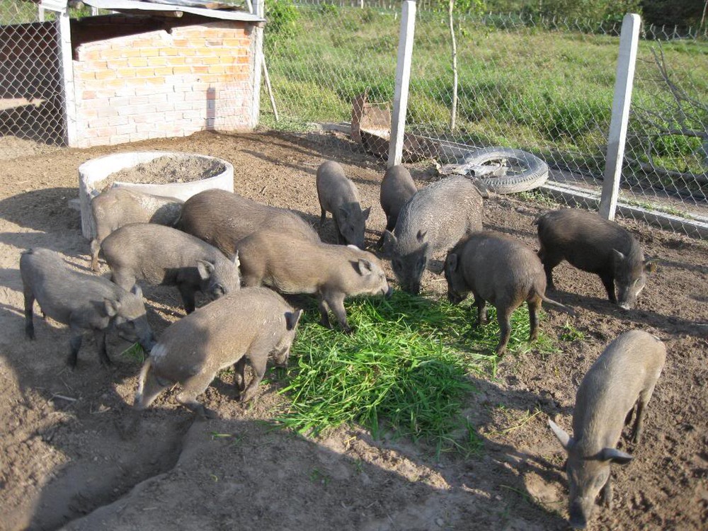 Ban hành danh mục sản phẩm thức ăn chăn nuôi: Người dân không được nuôi lợn bằng bèo, thân chuối