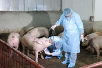 FAO khuyến nghị Việt Nam công bố dịch tả lợn châu Phi ở tình trạng khẩn cấp quốc gia