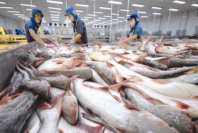 Sau khi có lệnh cấm nhập, nhiều lô cá xuất Campuchia không được thông quan, phải quay lại Việt Nam.