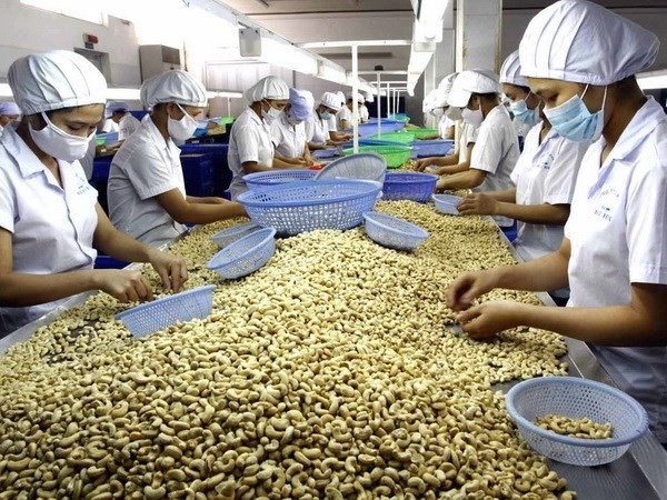 Hạt điều là một trong những nông sản chính được Việt Nam xuất khẩu sang Peru. Ảnh: MOIT