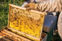 Hoa Kỳ giảm gần 7 lần thuế chống bán phá giá với mật ong Việt