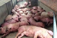 Hải Dương: UBND tỉnh hỗ trợ khắc phục hậu quả dịch tả lợn châu Phi