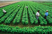 TIN NÓNG CHÍNH PHỦ: Tiếp tục sắp xếp và nâng cao hiệu quả của công ty nông, lâm nghiệp