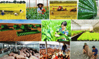 TIN NÓNG CHÍNH PHỦ: Đơn giản hóa thủ tục hành chính lĩnh vực nông nghiệp