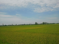 TIN NÓNG CHÍNH PHỦ: Chuyển mục đích sử dụng đất tại tỉnh Thái Bình