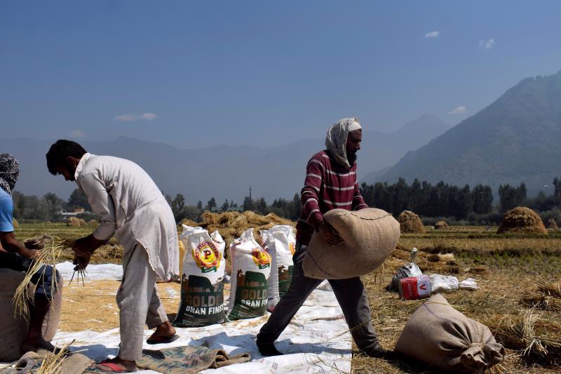 Thu hoạch lúa gạo ở Ấn Độ - Ảnh: Reuters.