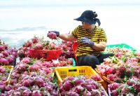 Những lưu ý cho doanh nghiệp xuất khẩu nông, thuỷ sản sang Trung Quốc