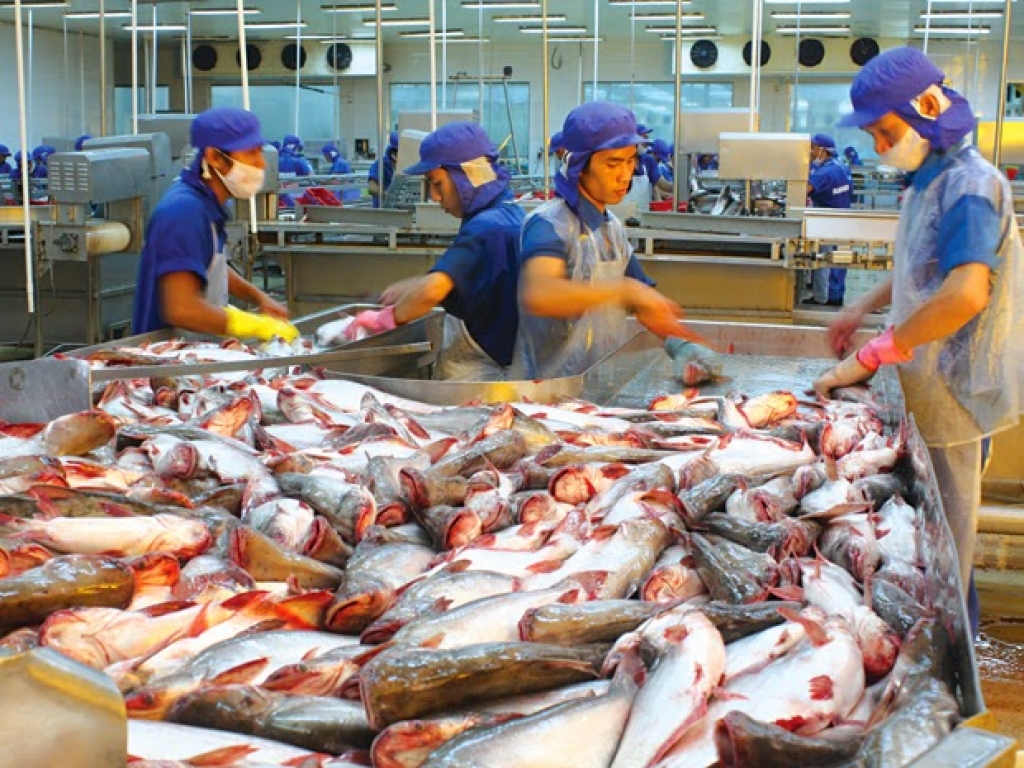 Theo quyết định của DOC, doanh nghiệp Việt Nam được phép xuất khẩu cá tra vào thị trường Mỹ với thuế suất 0 USD/kg sẽ đẩy mạnh kim ngạch xuất khẩu cá tra vào thị trường này trong những tháng cuối năm 2019.