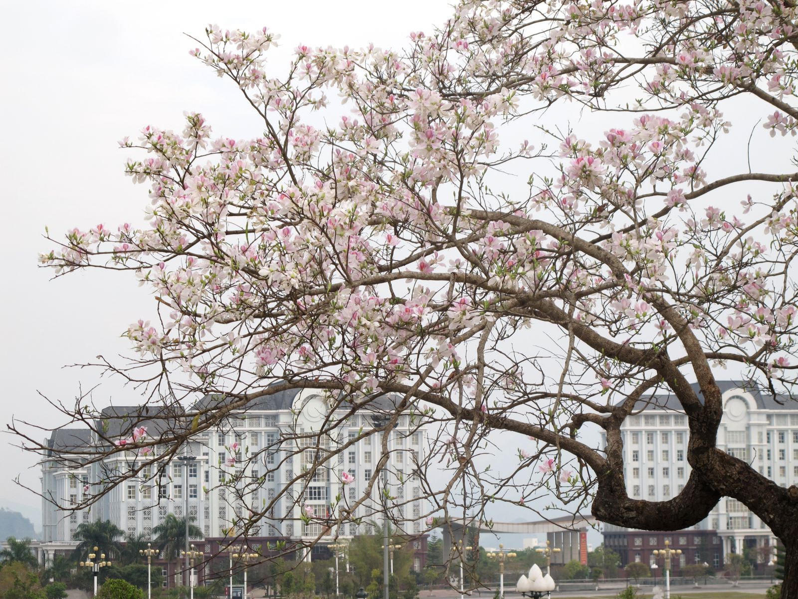 Hoa ban khoe sắc thắm giữa lòng thành phố, trước Khu Trung tâm hành chính - Chính trị tỉnh Lai Châu