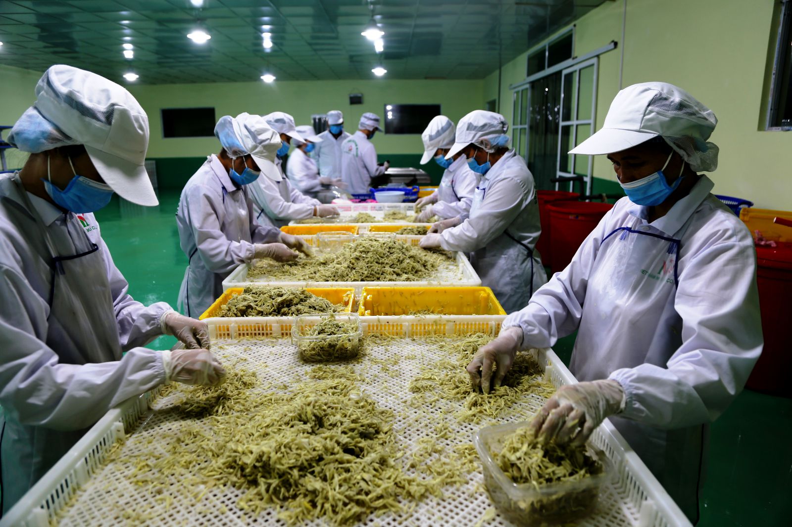 Hoạt động sản xuất các loại nông sản xuất khẩu của Công ty TNHH Việt Nam Misaki