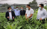 Lai Châu: Đề xuất xem xét, điều chỉnh kế hoạch phát triển cây mắc ca